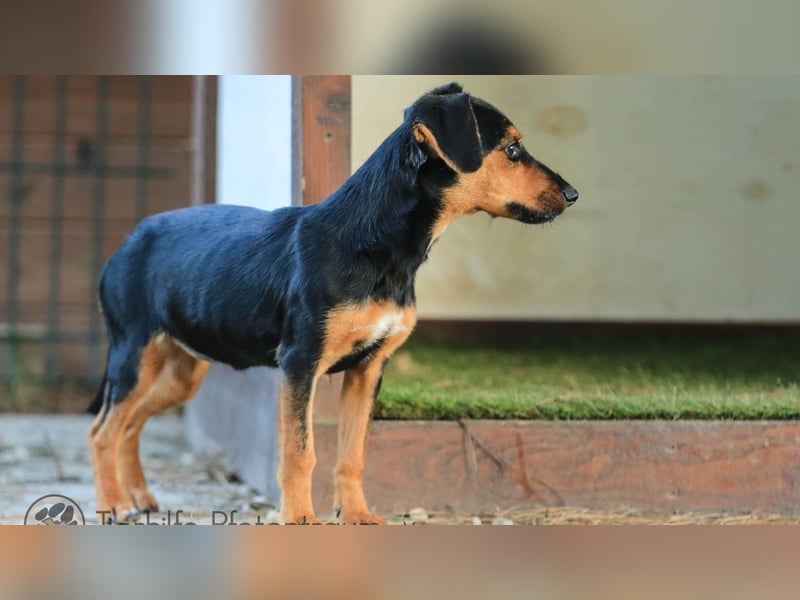 Tinky sucht ein Zuhause