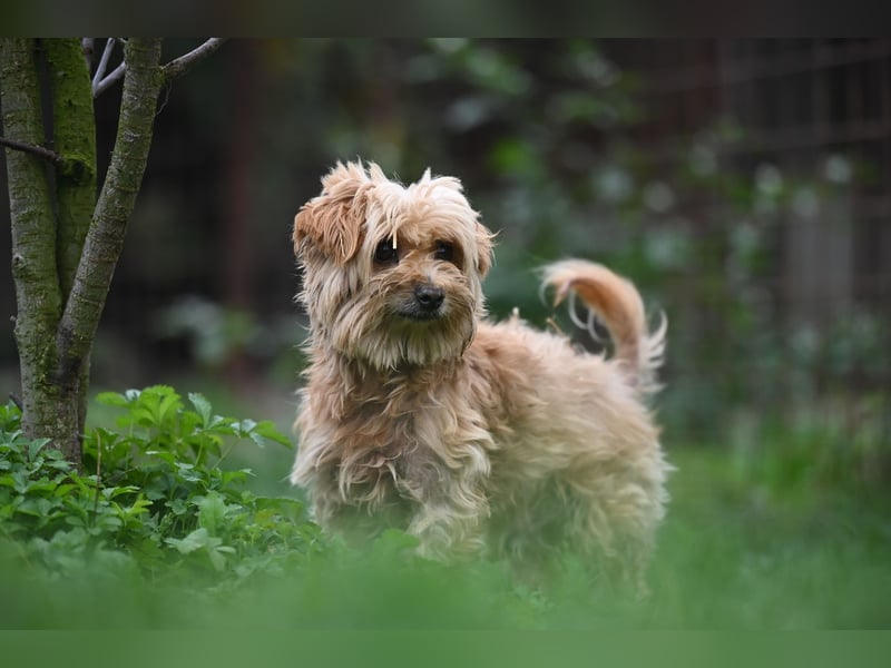 Berty, kleiner Rüde sucht Kuschelkörbchen für immer Berty, kleiner Rüde sucht Kuschelkörbchen für immer