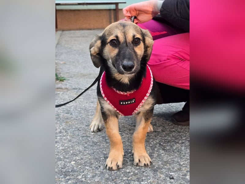 Liberty - kleines Hundemädchen sucht ihre Menschen