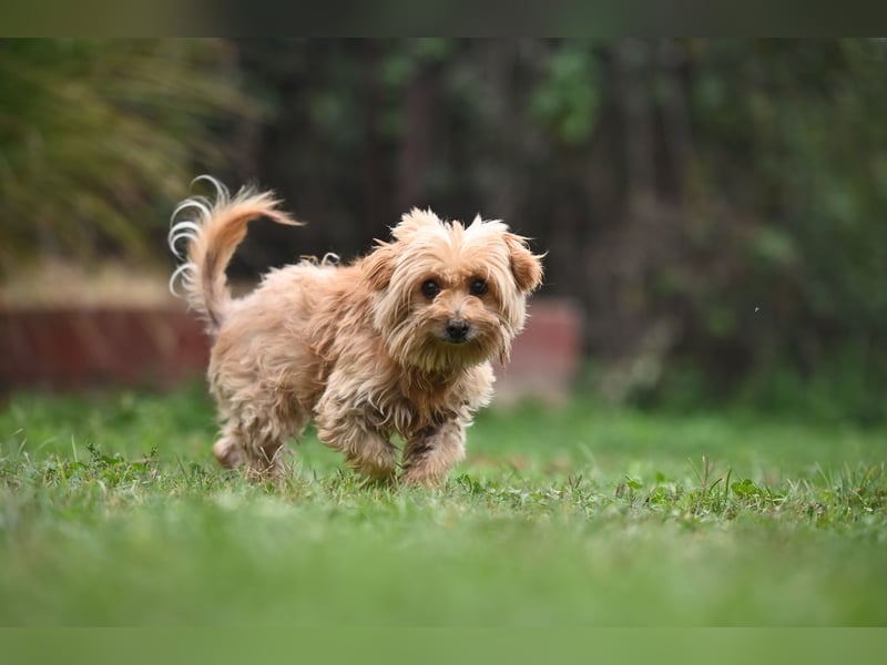 Berty, kleiner Rüde sucht Kuschelkörbchen für immer Berty, kleiner Rüde sucht Kuschelkörbchen für immer