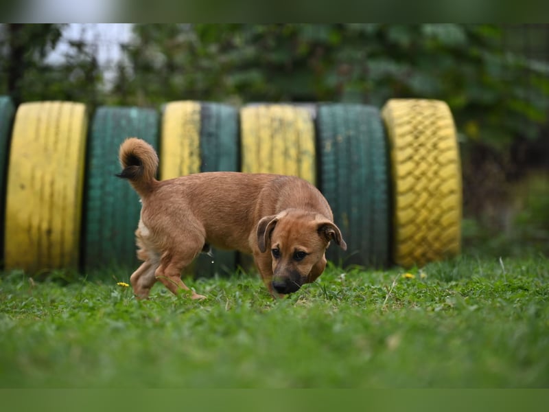 Caspar, bezaubernder Hundejunge