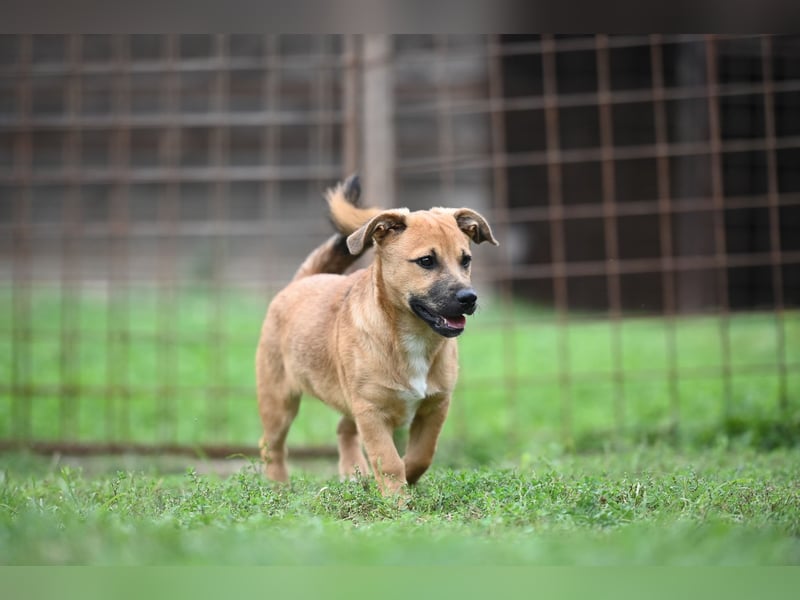 Caspar, bezaubernder Hundejunge