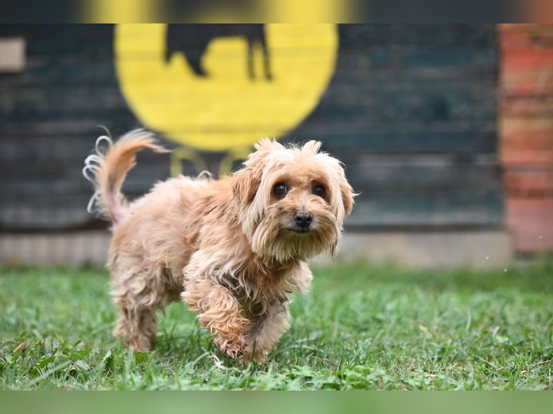 Berty, kleiner Rüde sucht Kuschelkörbchen für immer Berty, kleiner Rüde sucht Kuschelkörbchen für immer