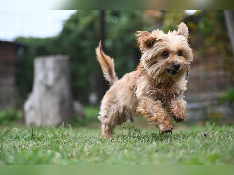 Berty, kleiner Rüde sucht Kuschelkörbchen für immer Berty, kleiner Rüde sucht Kuschelkörbchen für immer