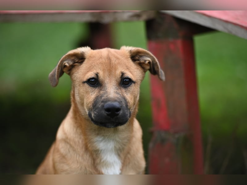 Caspar, bezaubernder Hundejunge