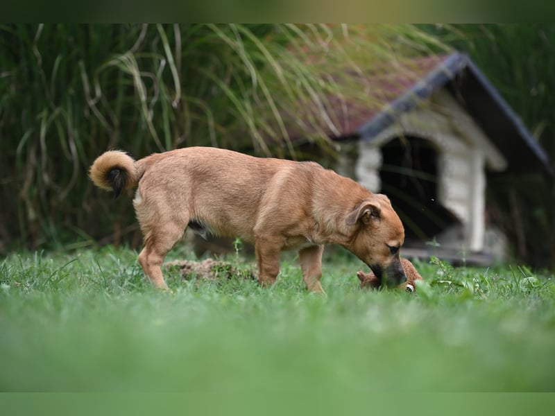 Caspar, bezaubernder Hundejunge