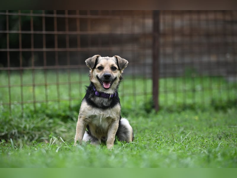 Lolek, kleiner verspielter Mischlingsrüde