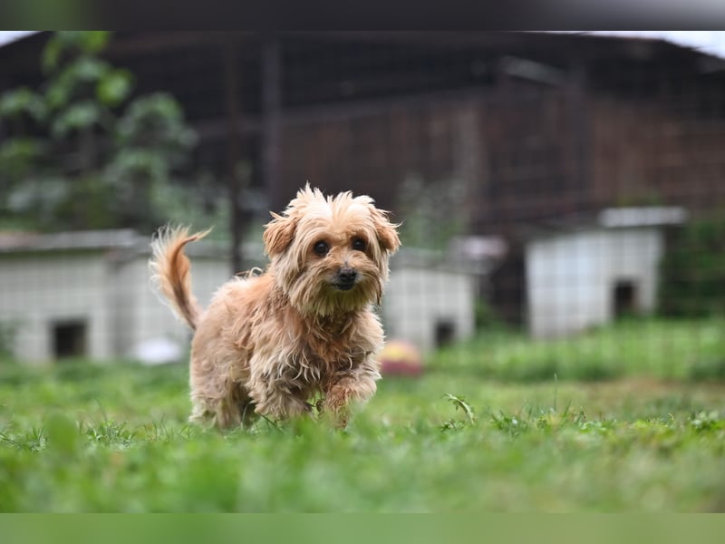 Berty, kleiner Rüde sucht Kuschelkörbchen für immer Berty, kleiner Rüde sucht Kuschelkörbchen für immer