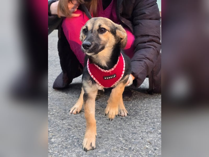 Liberty - kleines Hundemädchen sucht ihre Menschen