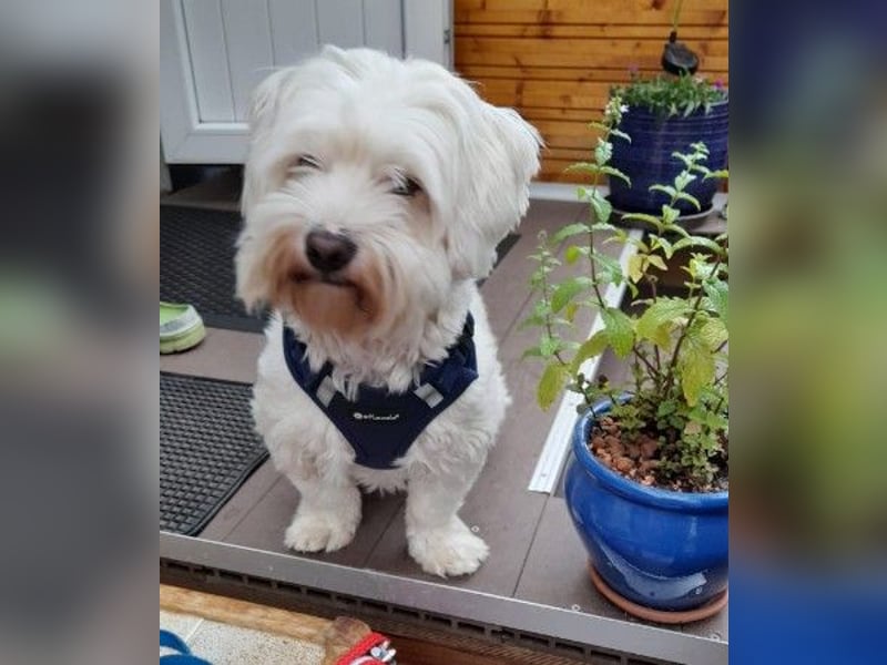 Lernwilliger, lieber Arlo sucht seine Familie