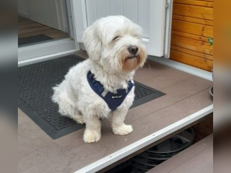 Lernwilliger, lieber Arlo sucht seine Familie