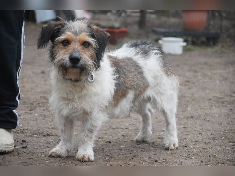 Larry - charmanter, freundlicher Terrier Mix Rüde