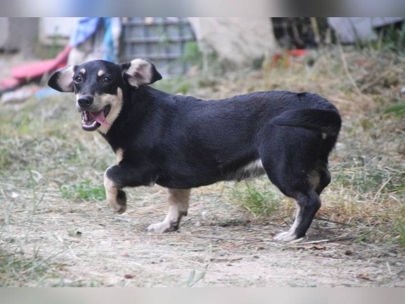 Esther - kleine, lebensfrohe, lustige Hündin
