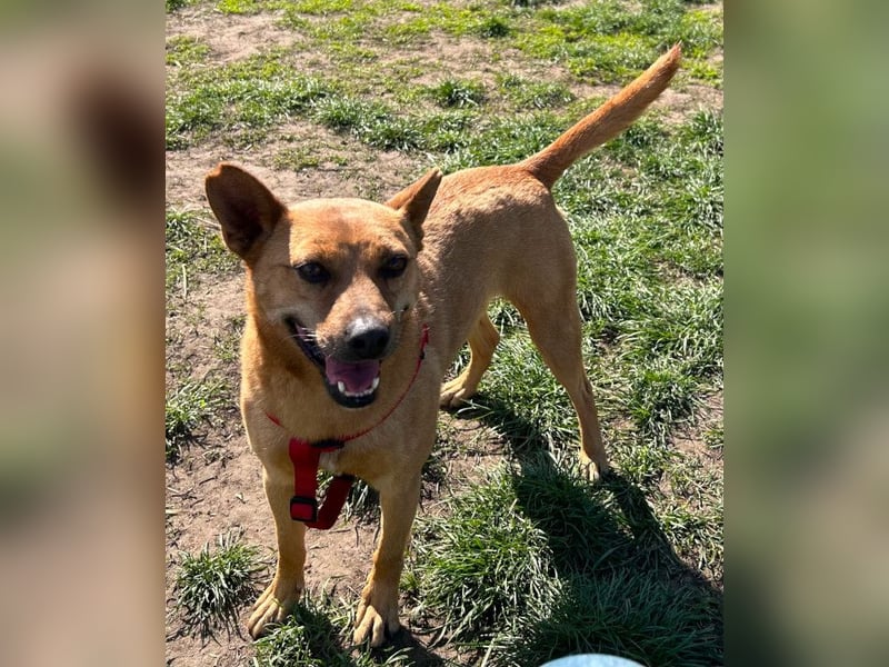 Kesu - nette  Hündin die alles richtig machen möchte, läuft super an der Leine