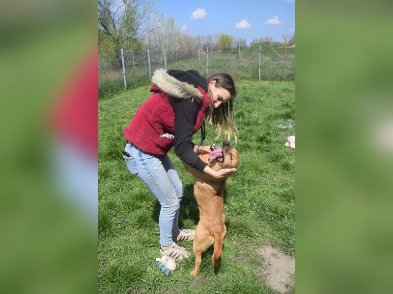 Kesu - nette  Hündin die alles richtig machen möchte, läuft super an der Leine