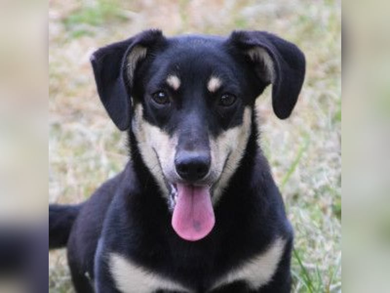 Esther - kleine, lebensfrohe, lustige Hündin