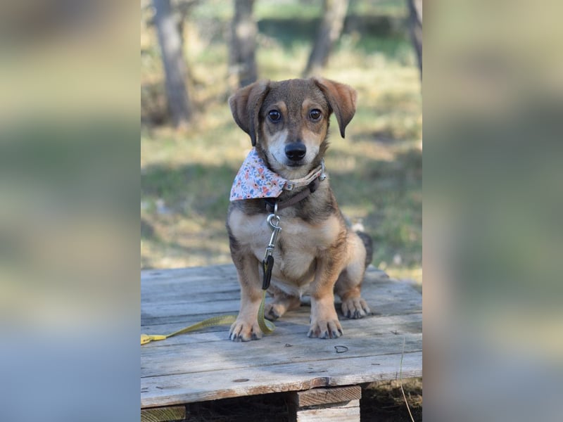 Biene - freundlich & lieb, anfangs etwas schüchtern