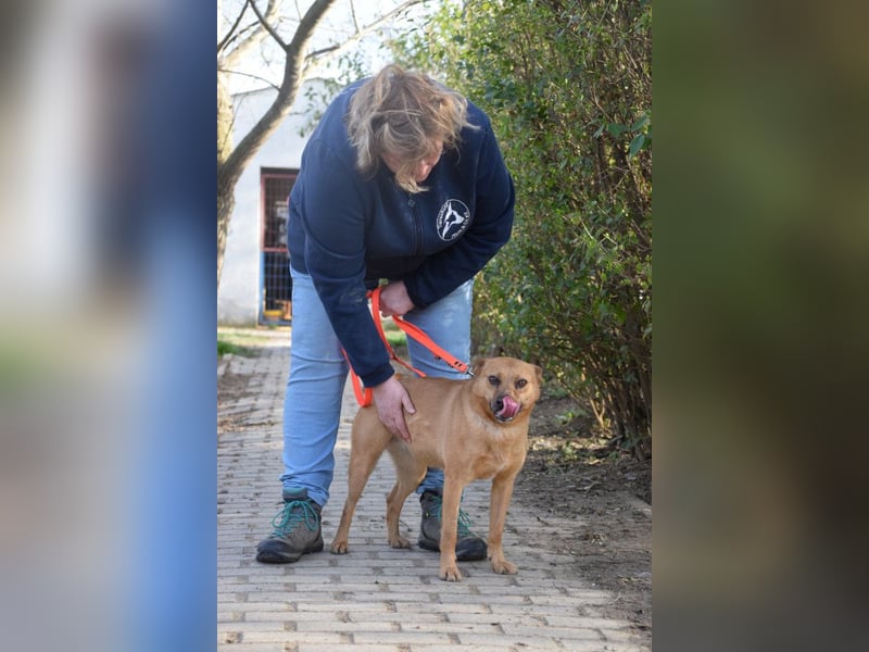 Kesu - nette  Hündin die alles richtig machen möchte, läuft super an der Leine