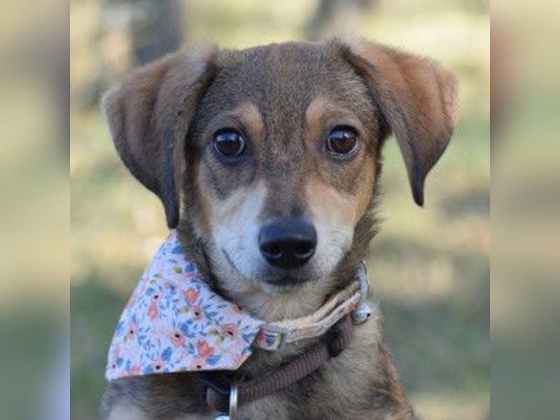 Biene - freundlich & lieb, anfangs etwas schüchtern