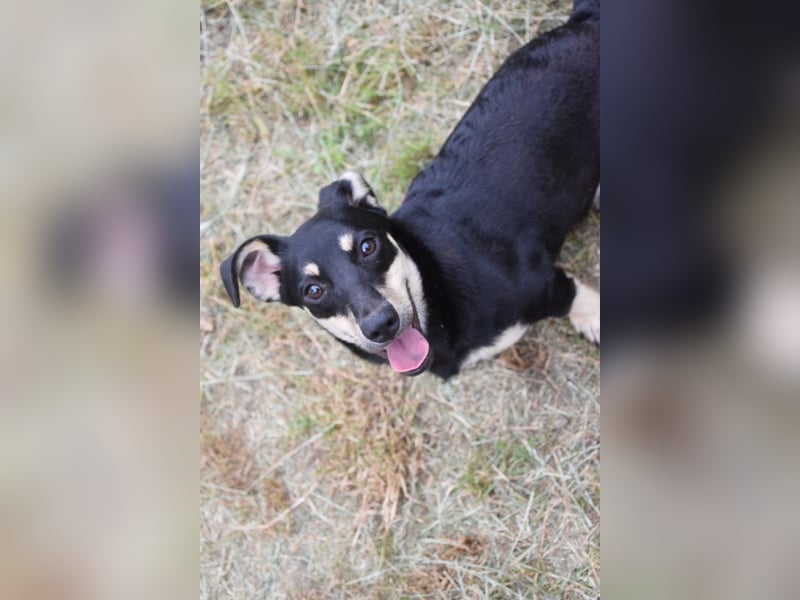 Sylvia - ist eine kleine lebensfrohe Hündin die noch etwas schüchtern ist