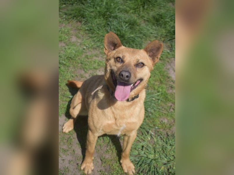 Kesu - nette  Hündin die alles richtig machen möchte, läuft super an der Leine