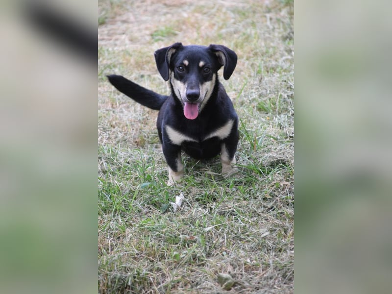 Esther - kleine, lebensfrohe, lustige Hündin