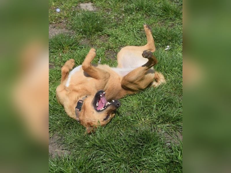 Kesu - nette  Hündin die alles richtig machen möchte, läuft super an der Leine