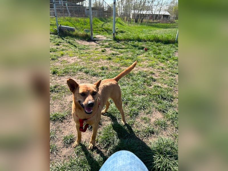 Kesu - nette  Hündin die alles richtig machen möchte, läuft super an der Leine