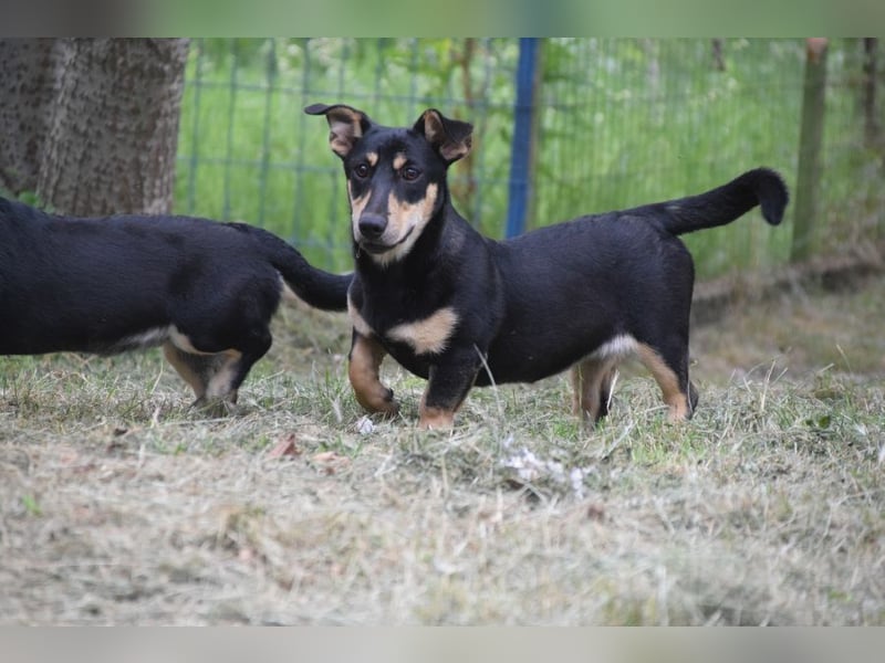 Sylvia - ist eine kleine lebensfrohe Hündin die noch etwas schüchtern ist