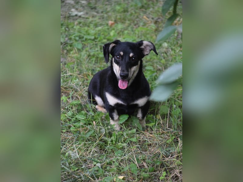 Esther - kleine, lebensfrohe, lustige Hündin