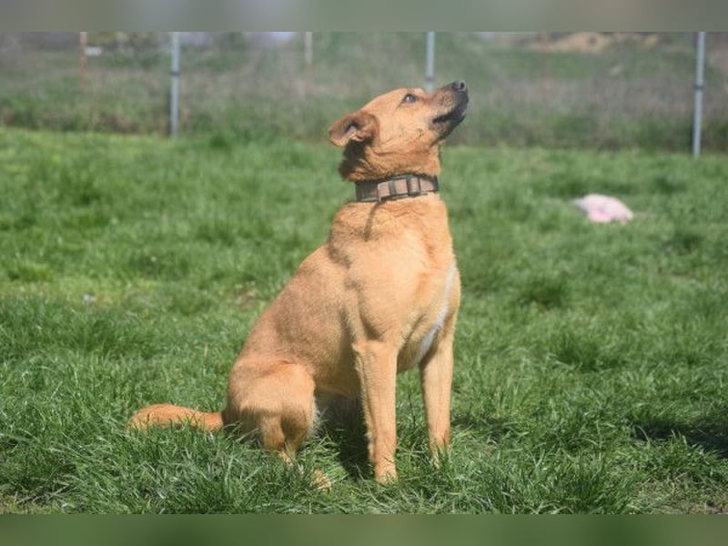 Kesu - nette  Hündin die alles richtig machen möchte, läuft super an der Leine