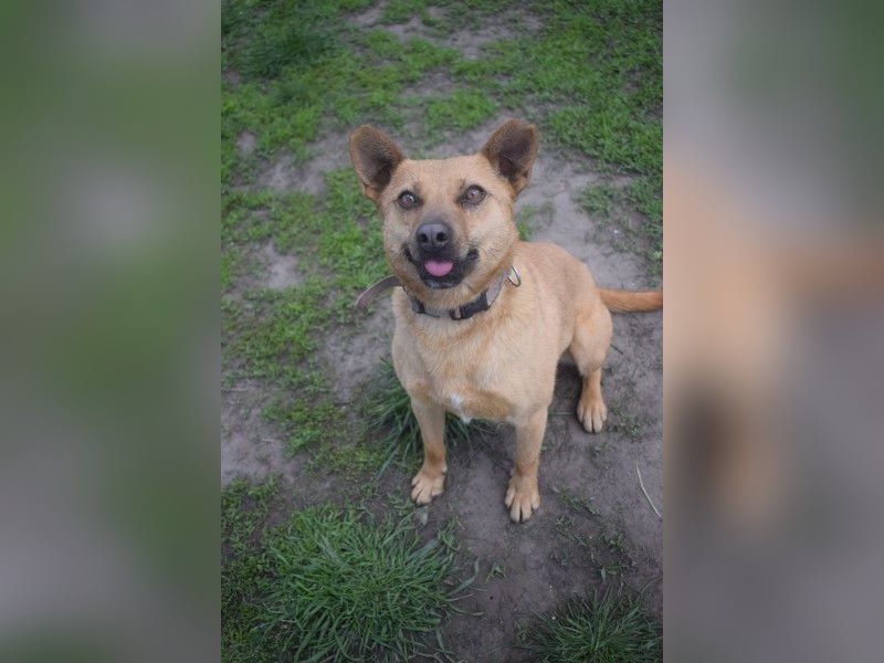 Kesu - nette  Hündin die alles richtig machen möchte, läuft super an der Leine