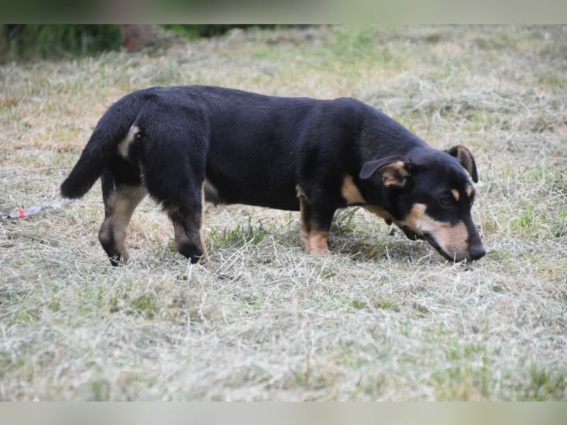 Esther - kleine, lebensfrohe, lustige Hündin