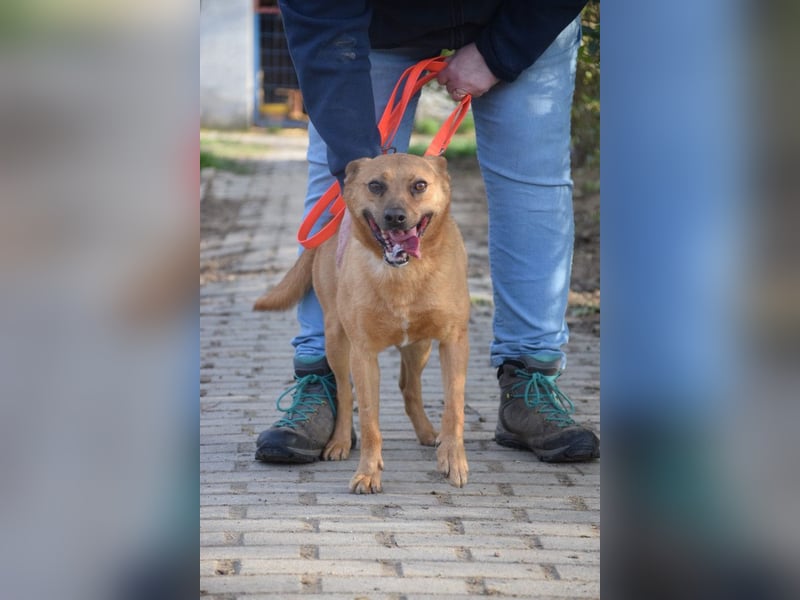 Kesu - nette  Hündin die alles richtig machen möchte, läuft super an der Leine