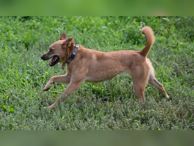 Kesu - nette  Hündin die alles richtig machen möchte, läuft super an der Leine