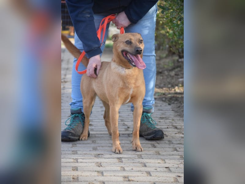 Kesu - nette  Hündin die alles richtig machen möchte, läuft super an der Leine