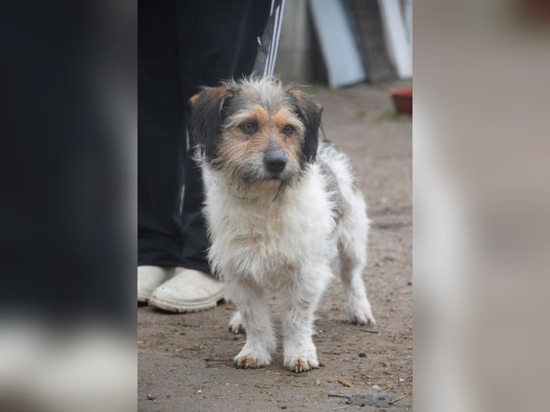 Larry - charmanter, freundlicher Terrier Mix Rüde