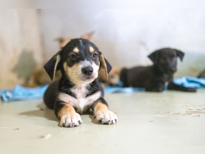 Zauberhafter Welpe ISY