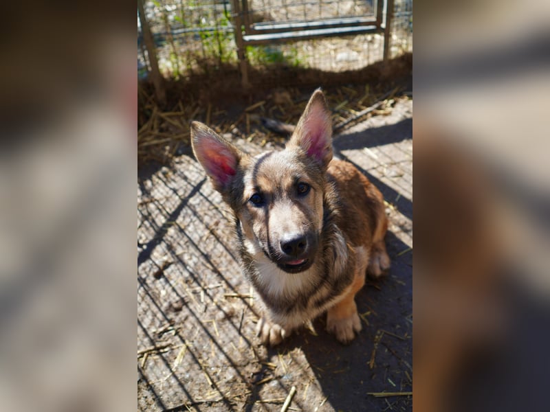 USHER - charmanter, fröhlicher Welpenjunge sucht seine Familie