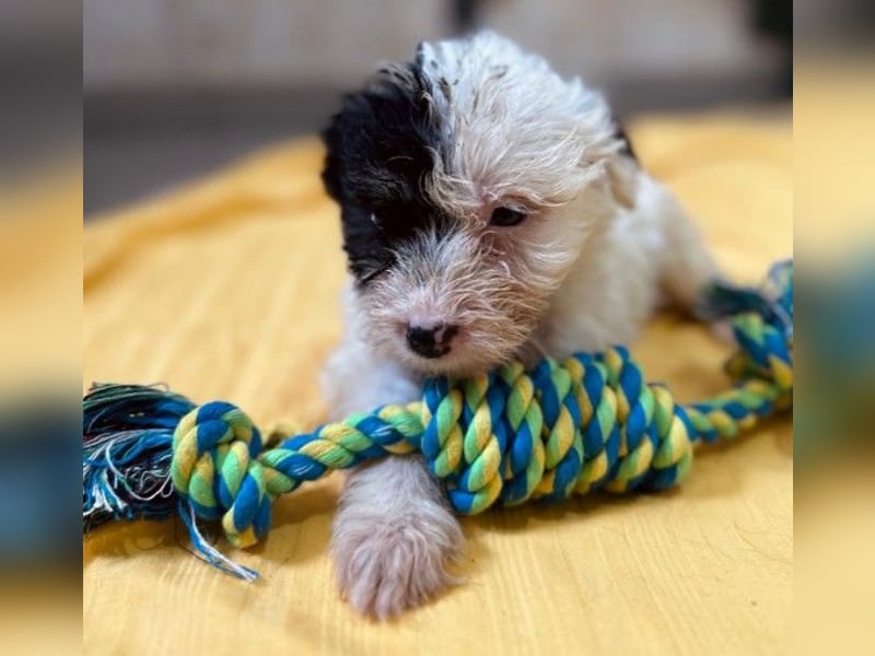 Zauberhaftes Welpenmädchen Milka sucht ihre Familie