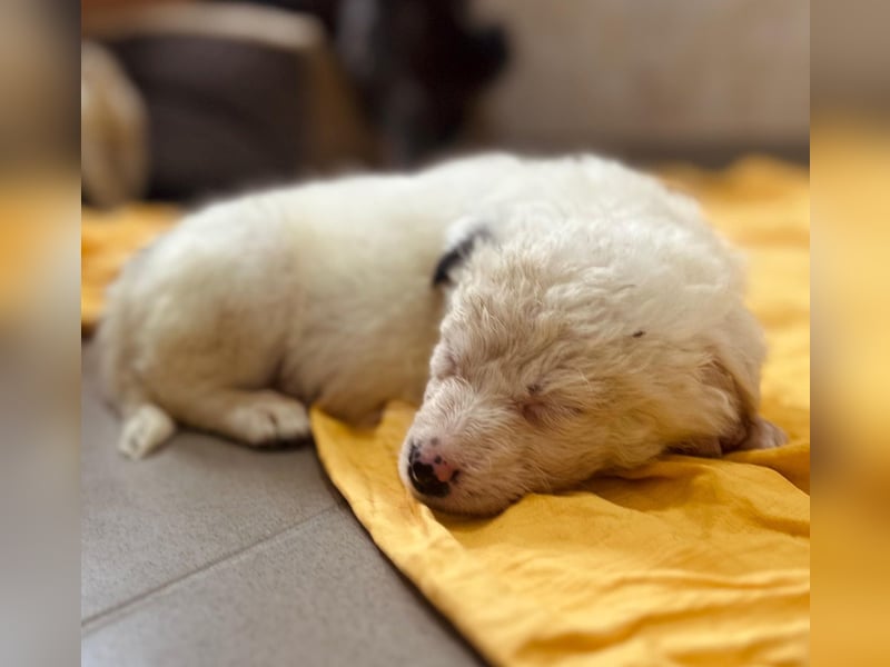 zuckersüßes Welpenmädchen Mucki