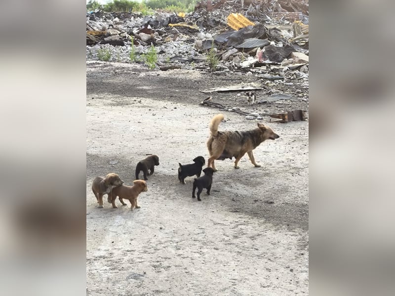 Aufgeweckte Iffi sucht ihre Familie Aufgeweckte Iffi sucht ihre Familie