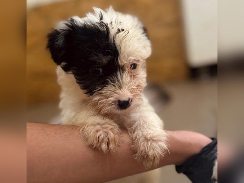 Zauberhaftes Welpenmädchen Milka sucht ihre Familie