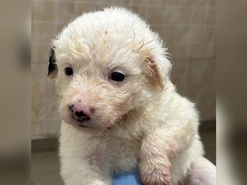 zuckersüßes Welpenmädchen Mucki