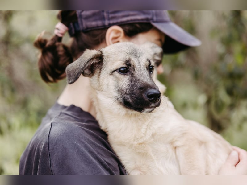 Jungrüde Urmel sucht seine Menschen Jungrüde Urmel sucht seine Menschen