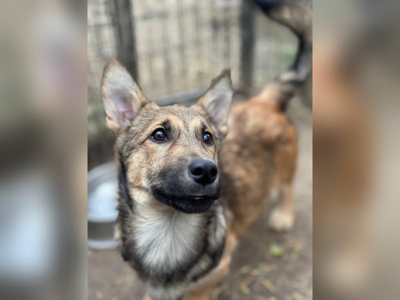 USHER - charmanter, fröhlicher Welpenjunge sucht seine Familie