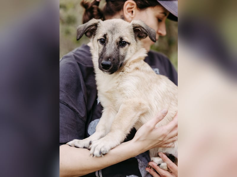 Jungrüde Urmel sucht seine Menschen Jungrüde Urmel sucht seine Menschen