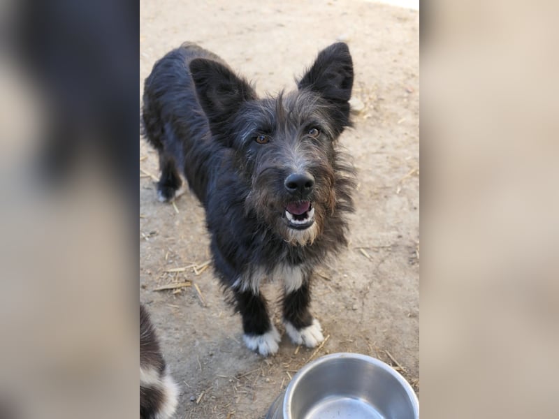 Susi verschmuste Junghündin sucht ihr Zuhause