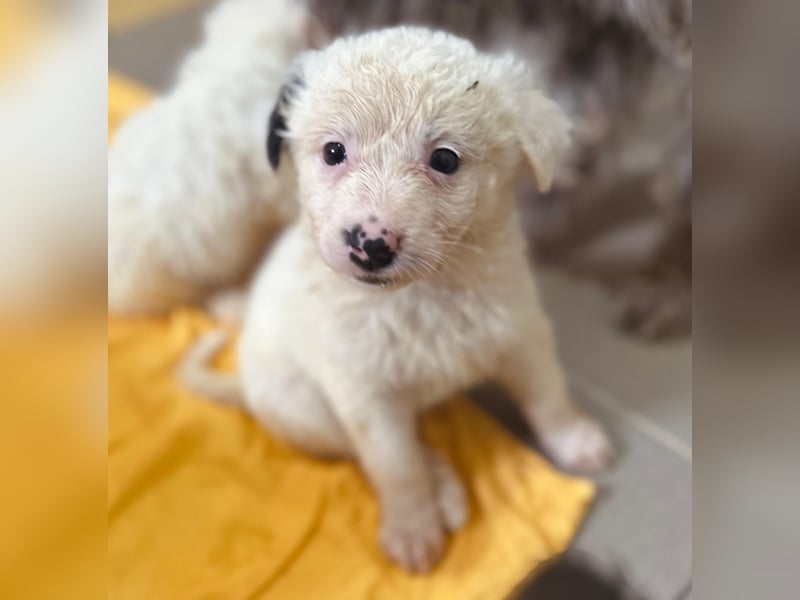 zuckersüßes Welpenmädchen Mucki