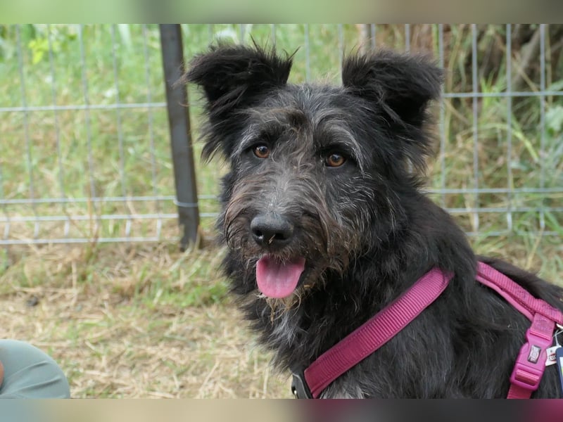 Susi verschmuste Junghündin sucht ihr Zuhause